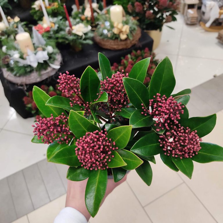 Skimia japońska (Skimmia Japonica Rubella) 25cm