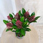 Skimia japońska (Skimmia Japonica Rubella) 25cm