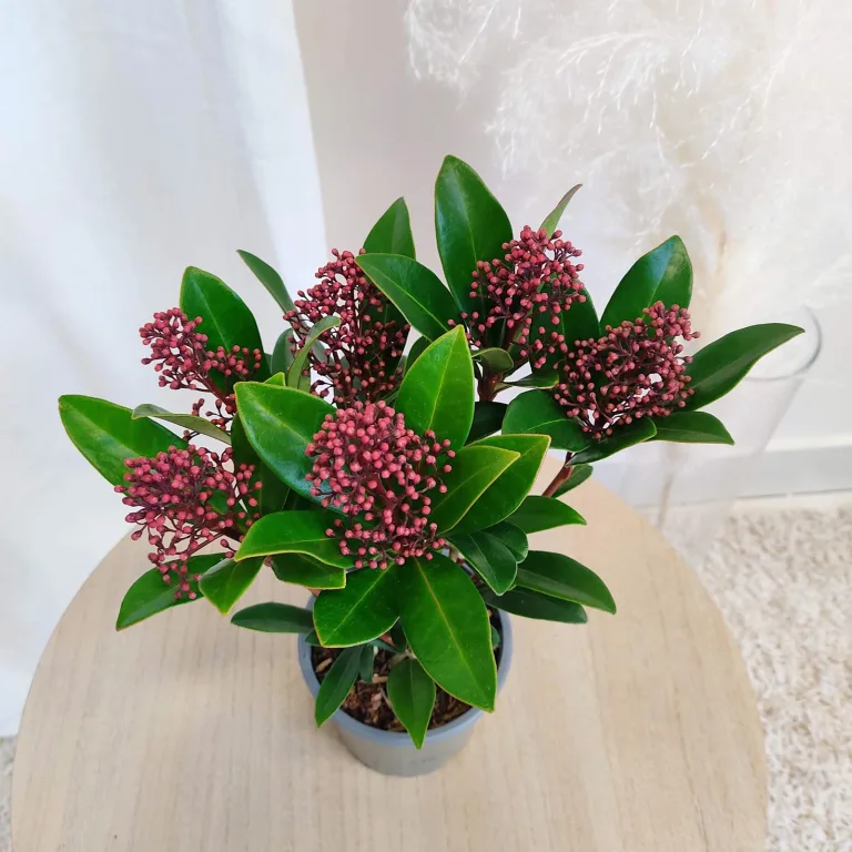 Skimia japońska (Skimmia Japonica Rubella) 25cm