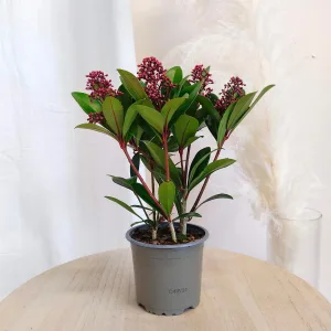 Skimia japońska (Skimmia Japonica Rubella) 25cm