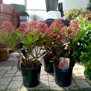 Skimia japońska (Skimmia Japonica Rubella) 42cm