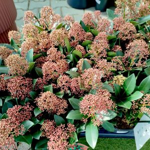 Skimia japońska (Skimmia Japonica Rubella) 40cm