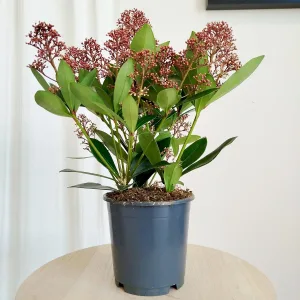 Skimia japońska (Skimmia Japonica Rubella) 42cm