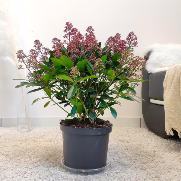Skimia japońska (Skimmia Japonica Rubella) 55-60cm
