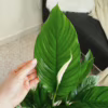 Skrzydłokwiat (Spathiphyllum ‘Vivaldi’) 60-70cm