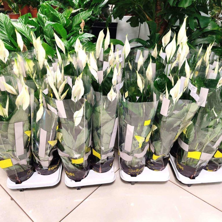 Skrzydłokwiat (Spathiphyllum 'Pico Cupido') 50cm