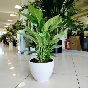 Skrzydłokwiat (Spathiphyllum 'Vivaldi') 60-70cm