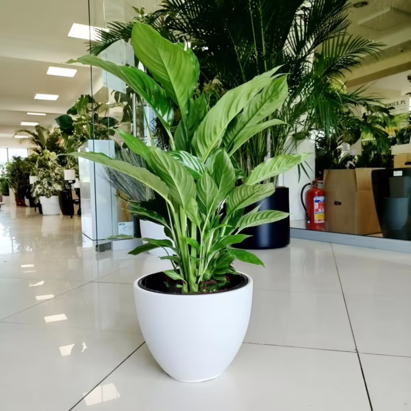 Skrzydłokwiat (Spathiphyllum 'Vivaldi') 60-70cm