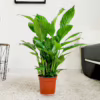 Skrzydłokwiat (Spathiphyllum ‘Vivaldi’) 60-70cm