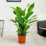 Skrzydłokwiat (Spathiphyllum 'Vivaldi') 60cm