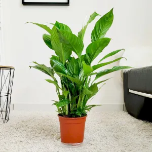 Skrzydłokwiat (Spathiphyllum 'Vivaldi') 60cm
