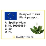 Skrzydłokwiat (Spatiphyllum 'Sensation') 120cm