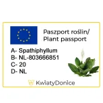 Skrzydłokwiat (Spatiphyllum 'Sensation') 120cm