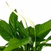 Skrzydłokwiat (Spathiphyllum ‘Sweet Lauretta’) 65-75cm
