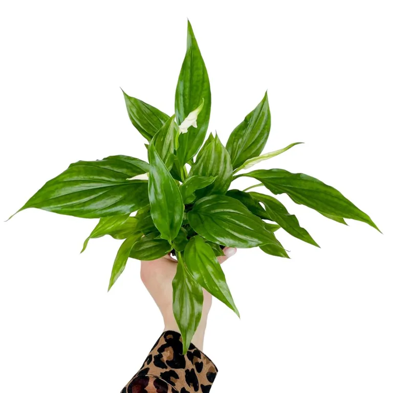 Skrzydłokwiat (Spathiphyllum 'Pearl Cupido) 25cm