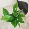 Skrzydłokwiat (Spathiphyllum ‘Vivaldi’) 60-70cm