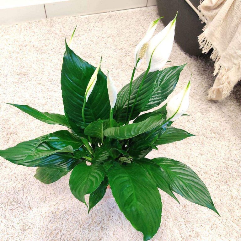 Skrzydłokwiat (Spathiphyllum 'Pico Cupido') 50cm