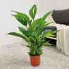 Skrzydłokwiat (Spathiphyllum ‘Vivaldi’) 60-70cm