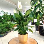 Skrzydłokwiat (Spathiphyllum 'Pico Cupido') 50cm