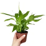 Skrzydłokwiat (Spathiphyllum 'Pearl Cupido) 25cm