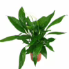 Skrzydłokwiat (Spathiphyllum ‘Sweet Lauretta’) 65-75cm