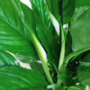 Skrzydłokwiat (Spathiphyllum ‘Vivaldi’) 60-70cm