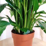 Skrzydłokwiat (Spathiphyllum 'Pico Cupido') 50cm