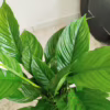 Skrzydłokwiat (Spathiphyllum ‘Vivaldi’) 60-70cm