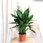 Skrzydłokwiat (Spathiphyllum 'Pico Cupido') 50cm
