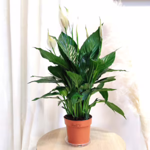 Skrzydłokwiat (Spathiphyllum 'Pico Cupido') 50cm