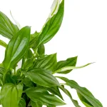 Skrzydłokwiat (Spathiphyllum 'Pearl Cupido) 25cm