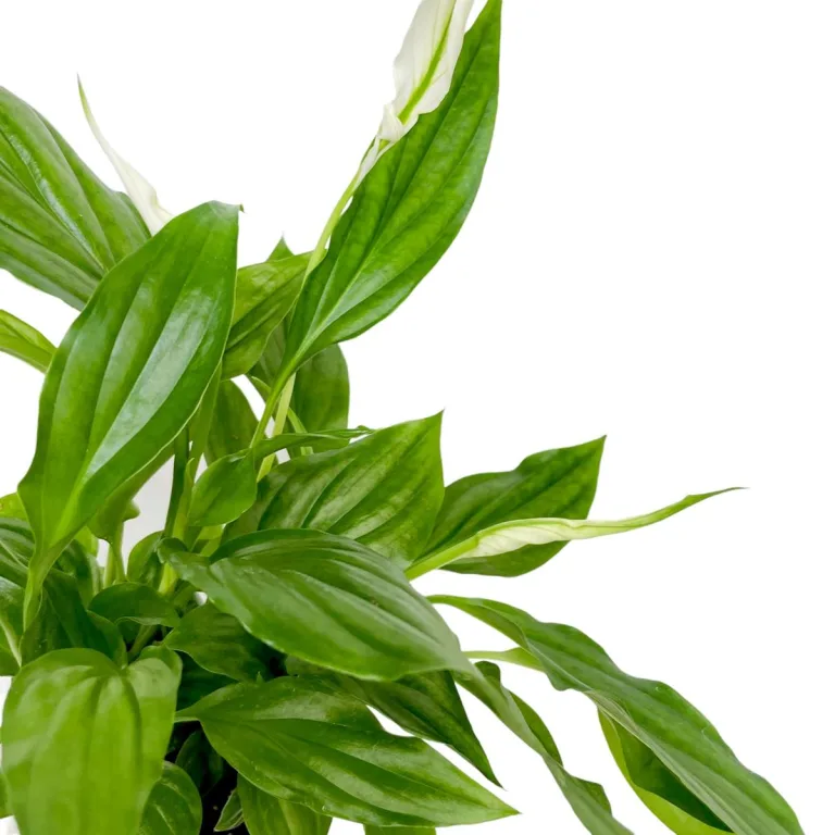 Skrzydłokwiat (Spathiphyllum 'Pearl Cupido) 25cm