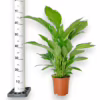 Skrzydłokwiat (Spathiphyllum ‘Vivaldi’) 60-70cm