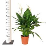 Skrzydłokwiat (Spathiphyllum 'Pico Cupido') 50cm