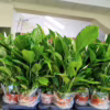 Skrzydłokwiat (Spathiphyllum ‘Vivaldi’) 60-70cm