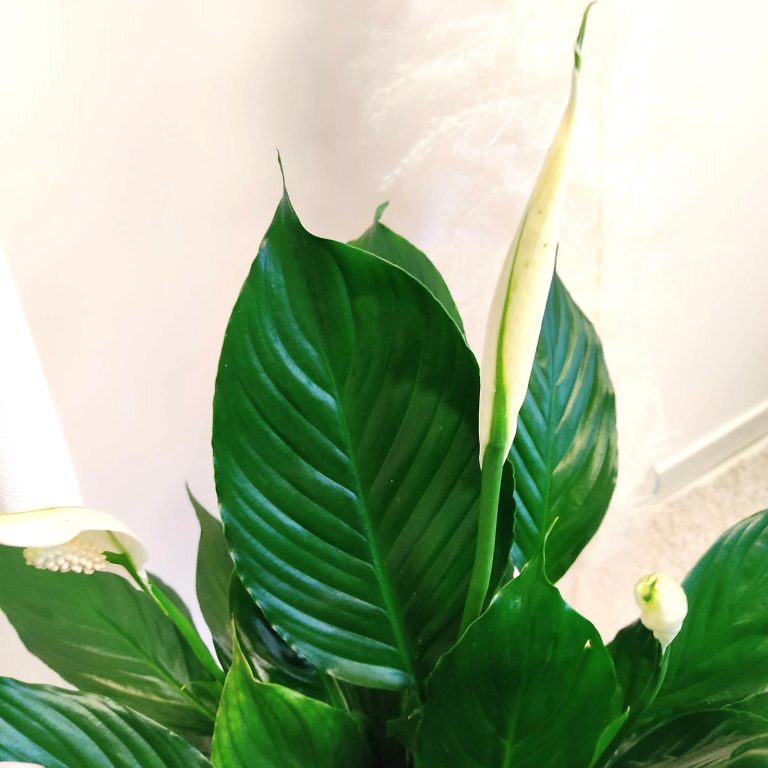 Skrzydłokwiat (Spathiphyllum 'Pico Cupido') 50cm