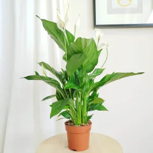 Skrzydłokwiat (Spathiphyllum 'Sweet Ricardo') 55cm