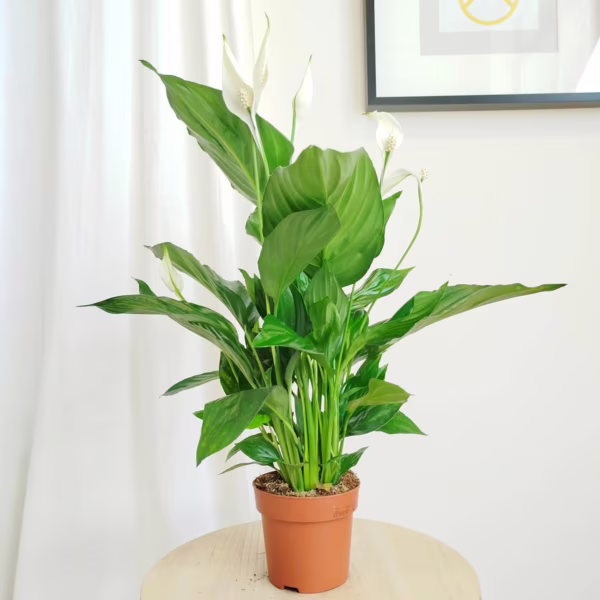 Skrzydłokwiat (Spathiphyllum 'Sweet Ricardo') 50-60cm