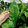Skrzydłokwiat (Spathiphyllum ‘Vivaldi’) 60-70cm