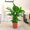 Skrzydłokwiat (Spathiphyllum ‘Sweet Lauretta’) 65-75cm