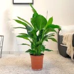 Skrzydłokwiat (Spathiphyllum 'Sweet Lauretta') 70cm