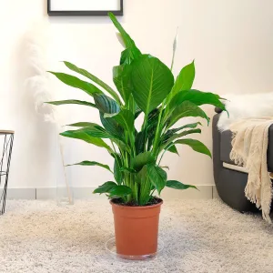 Skrzydłokwiat (Spathiphyllum 'Sweet Lauretta') 70cm