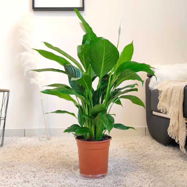 Skrzydłokwiat (Spathiphyllum 'Sweet Lauretta') 65-75cm
