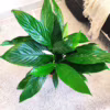 Skrzydłokwiat (Spathiphyllum ‘Sweet Lauretta’) 65-75cm