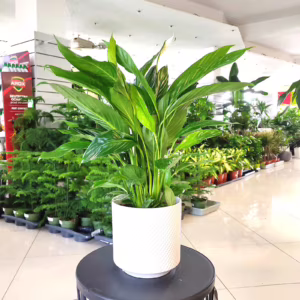 Skrzydłokwiat (Spathiphyllum 'Sweet Lauretta') 70cm