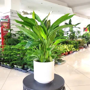 Skrzydłokwiat (Spathiphyllum 'Sweet Lauretta') 70cm