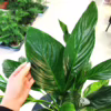 Skrzydłokwiat (Spathiphyllum ‘Sweet Lauretta’) 65-75cm