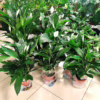 Skrzydłokwiat (Spathiphyllum ‘Sweet Lauretta’) 65-75cm