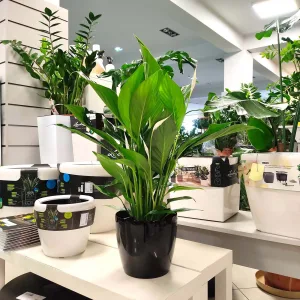 Skrzydłokwiat (Spathiphyllum 'Bingo Cupido') 60cm