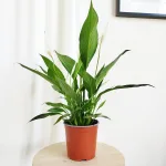 Skrzydłokwiat (Spathiphyllum 'Bingo Cupido') 60cm